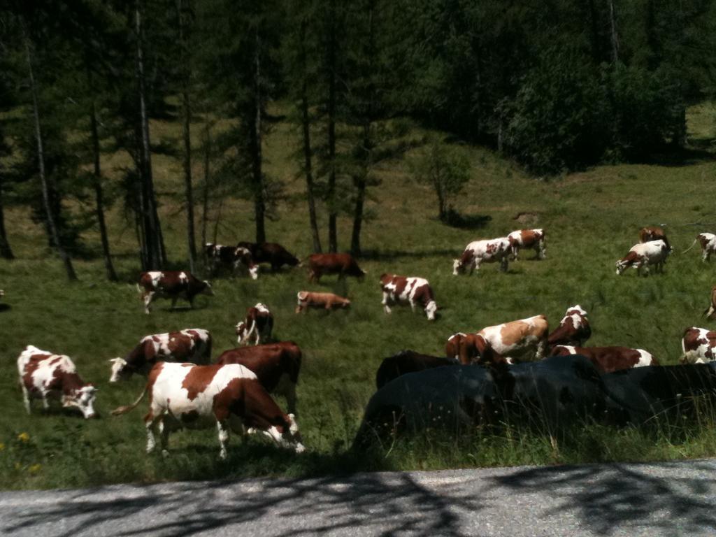 Gite Le Pelens Saint-Martin-d'Entraunes ภายนอก รูปภาพ