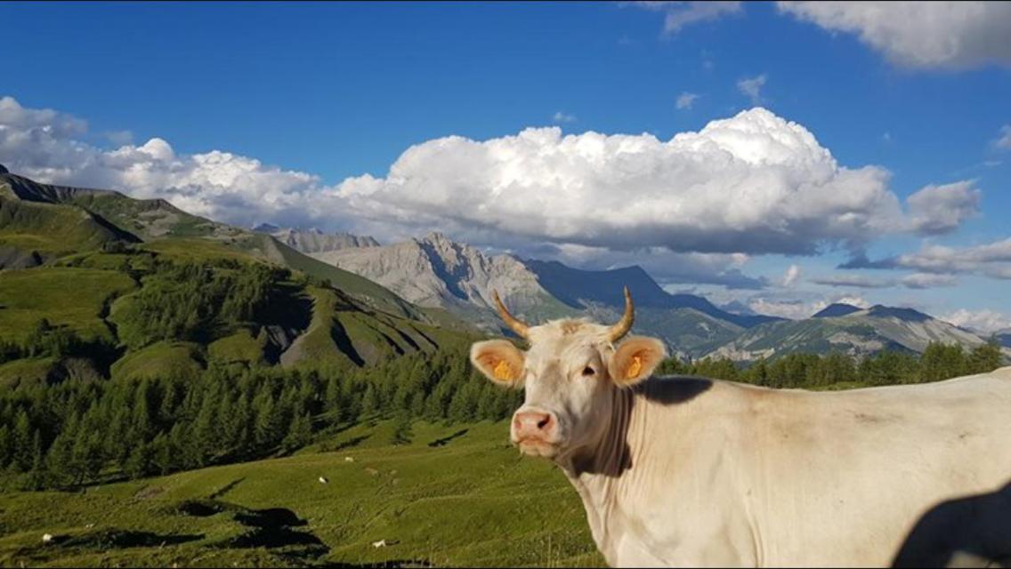 Gite Le Pelens Saint-Martin-d'Entraunes ภายนอก รูปภาพ